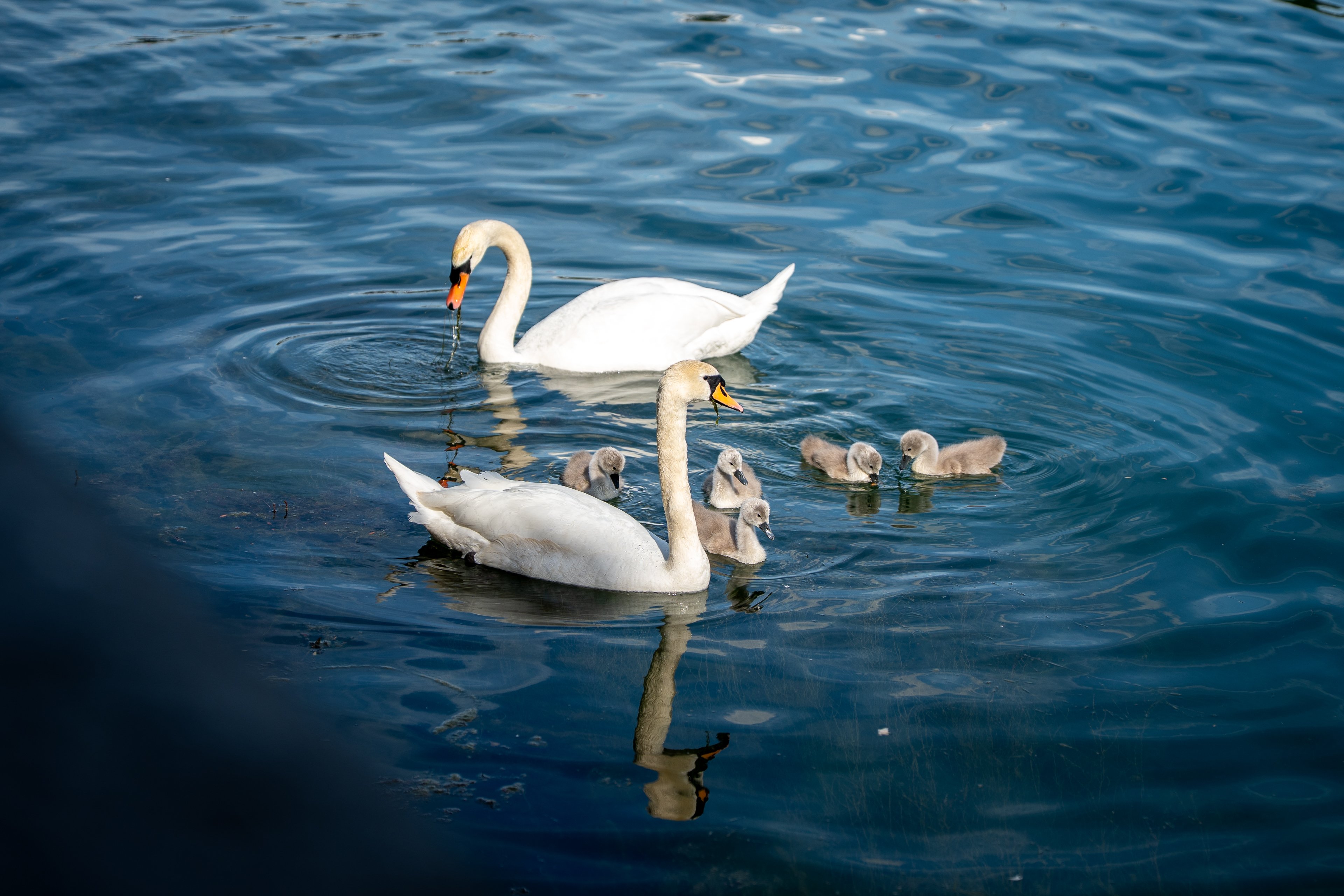 Zwei grosse und fünf Baby-Schwäne im Wasser.