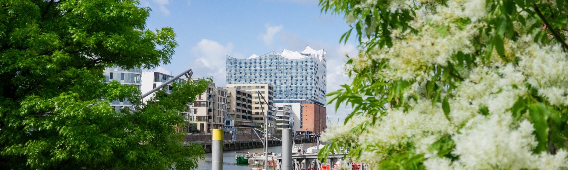 Blick auf die Elbphilharmonie zwischen zwei Bäumen durch.