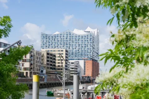 Blick auf die Elbphilharmonie zwischen zwei Bäumen durch.