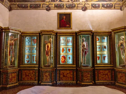 Anatomie Ausstellung in einem Museum