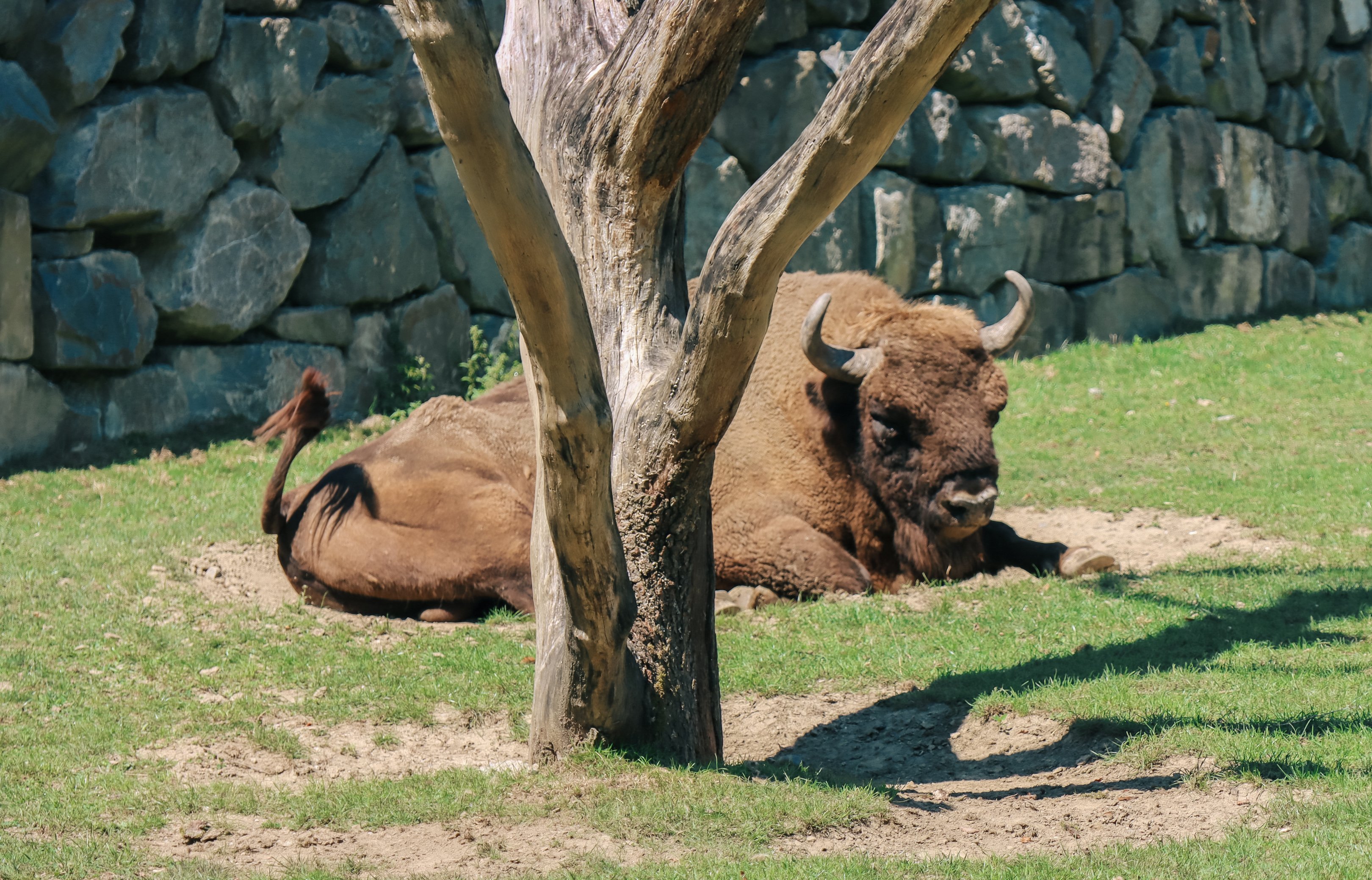 Un bison se tient sur la pelouse derrière un arbre devant un mur de pierre.