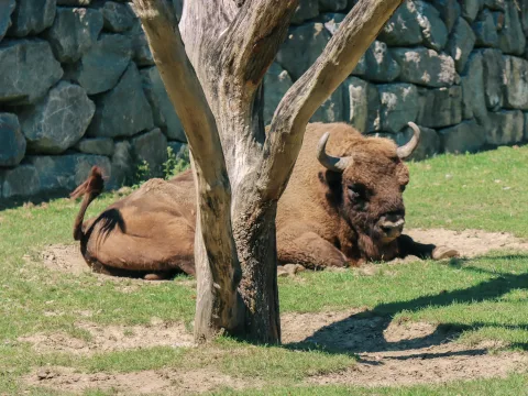 Un bison se tient sur la pelouse derrière un arbre devant un mur de pierre.