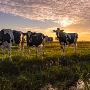 Cows