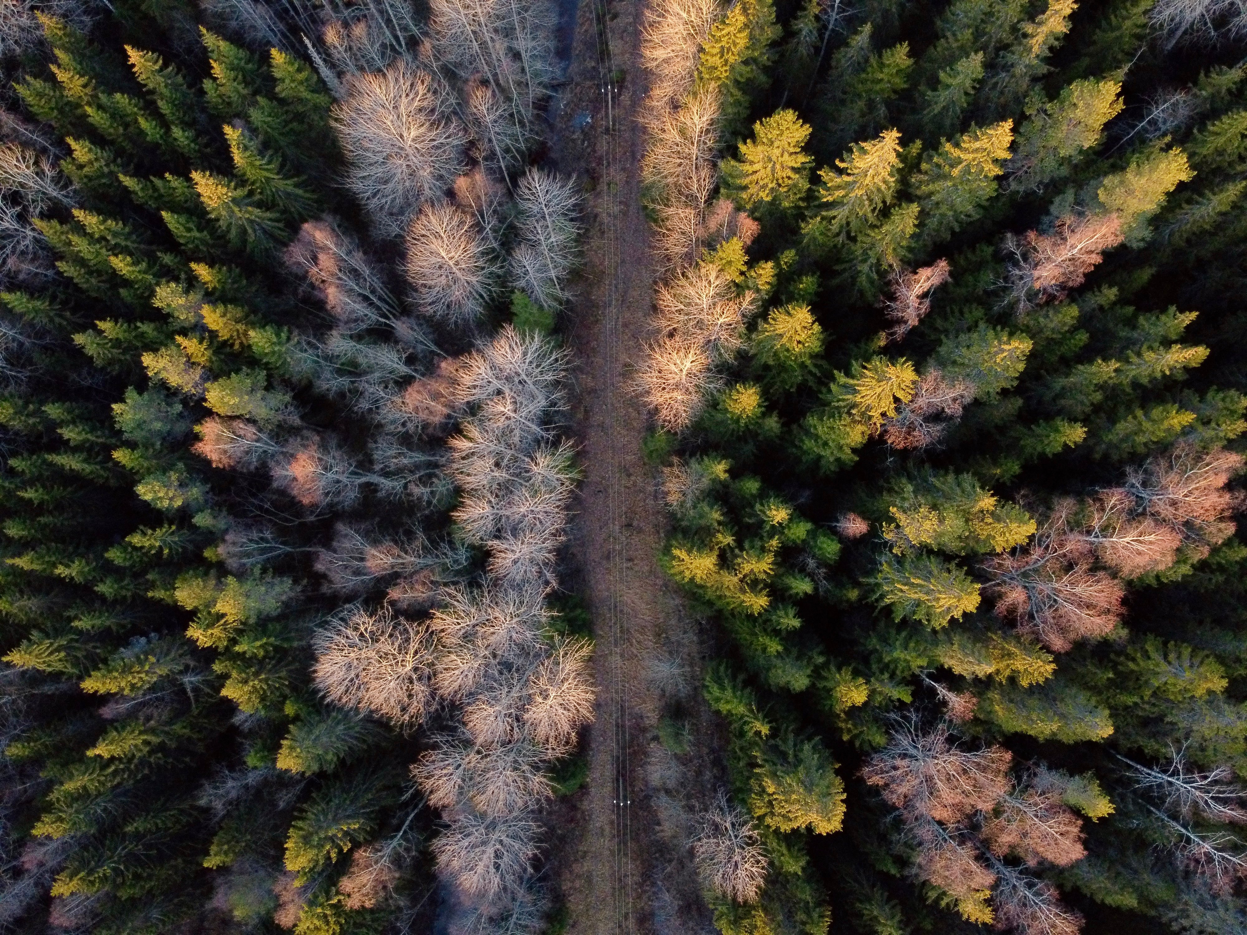 Ilmakuva metsätiestä