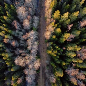 Ilmakuva metsätiestä