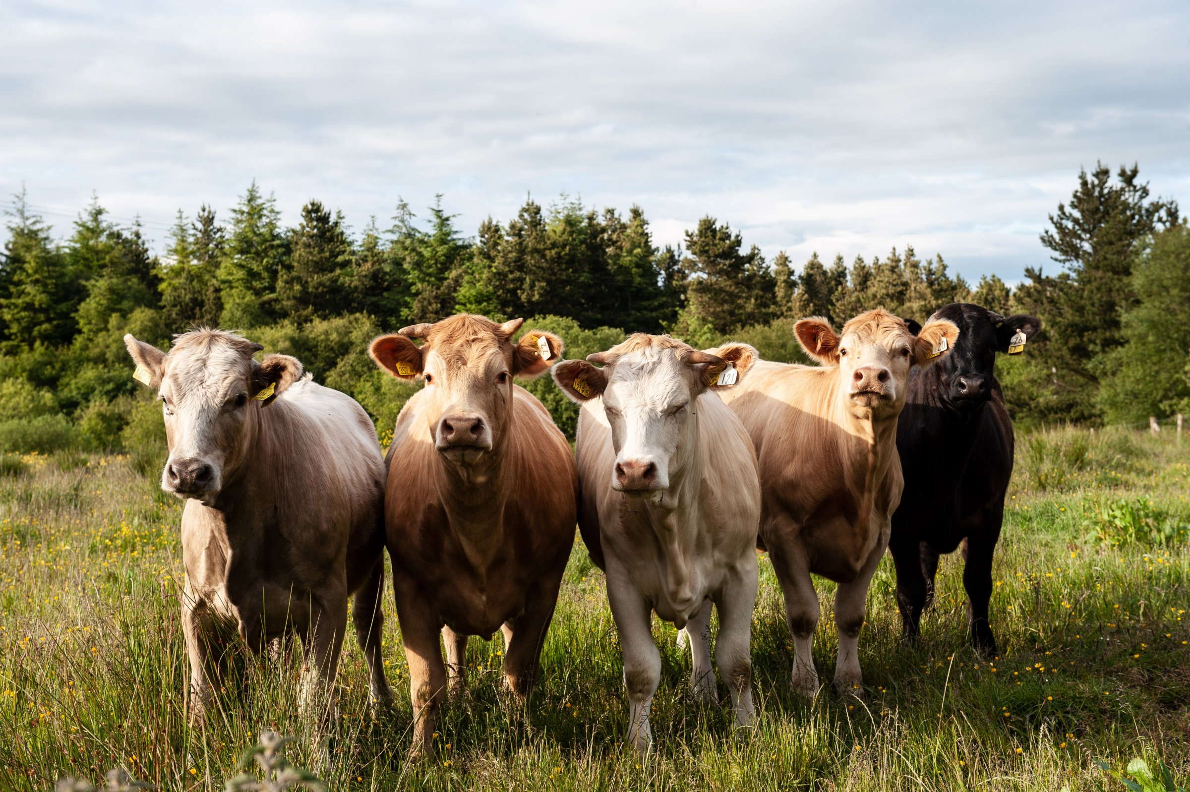 Locally raised cattle in a field supplying quality ingredients for Academy Restaurant.