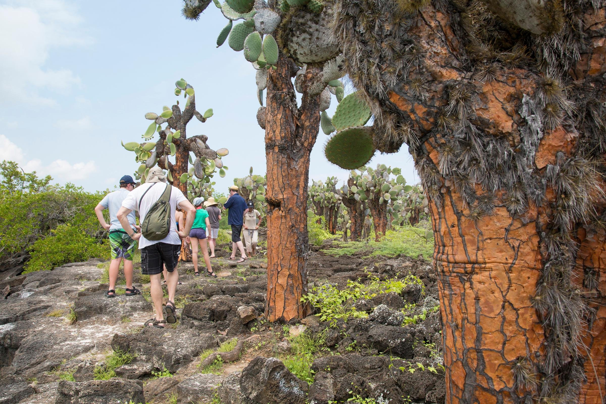 Ecuador Galapagos Cactus Hiking Travellers Group