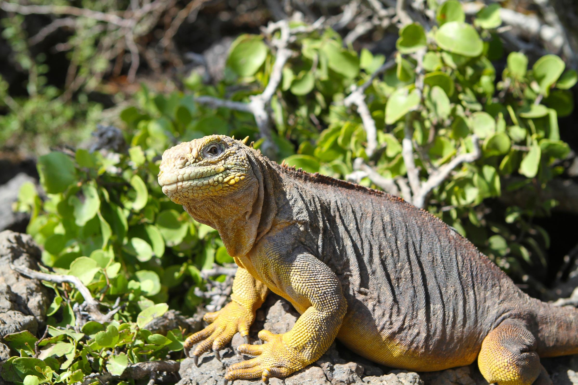 Ecuador Galapagos North Seymour Land Iguana
