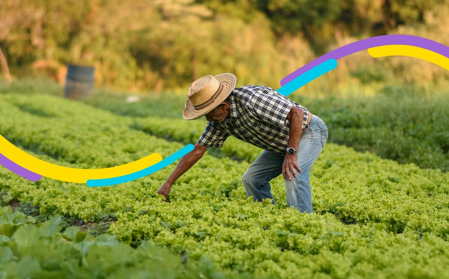 Trabajador en su cultivo, usa el crédito Finagro para financiar su cosecha.