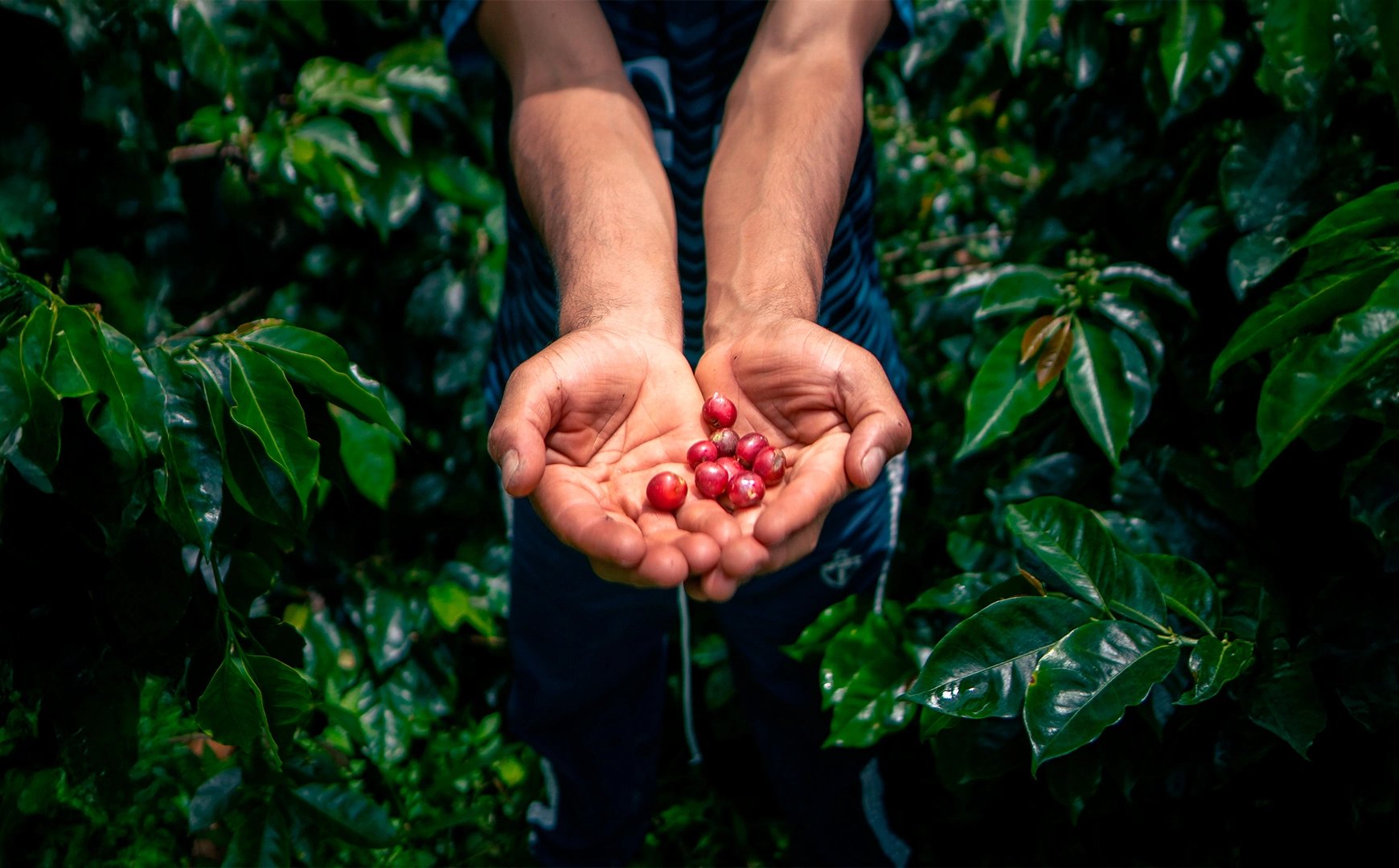 Las manos de una persona campesina, muestran el fruto de café que se cultiva en nuestro país con el apoyo de la Fundación Bancolombia.