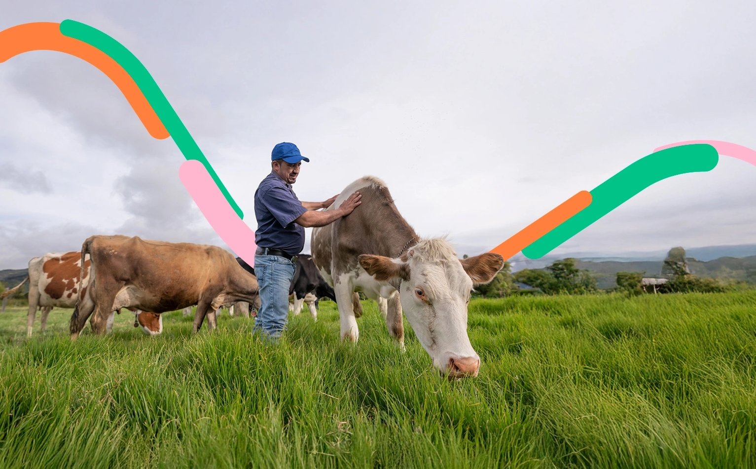 Trabajador alimenta su ganado, cultivado con el crédito de ganadería sostenible. 