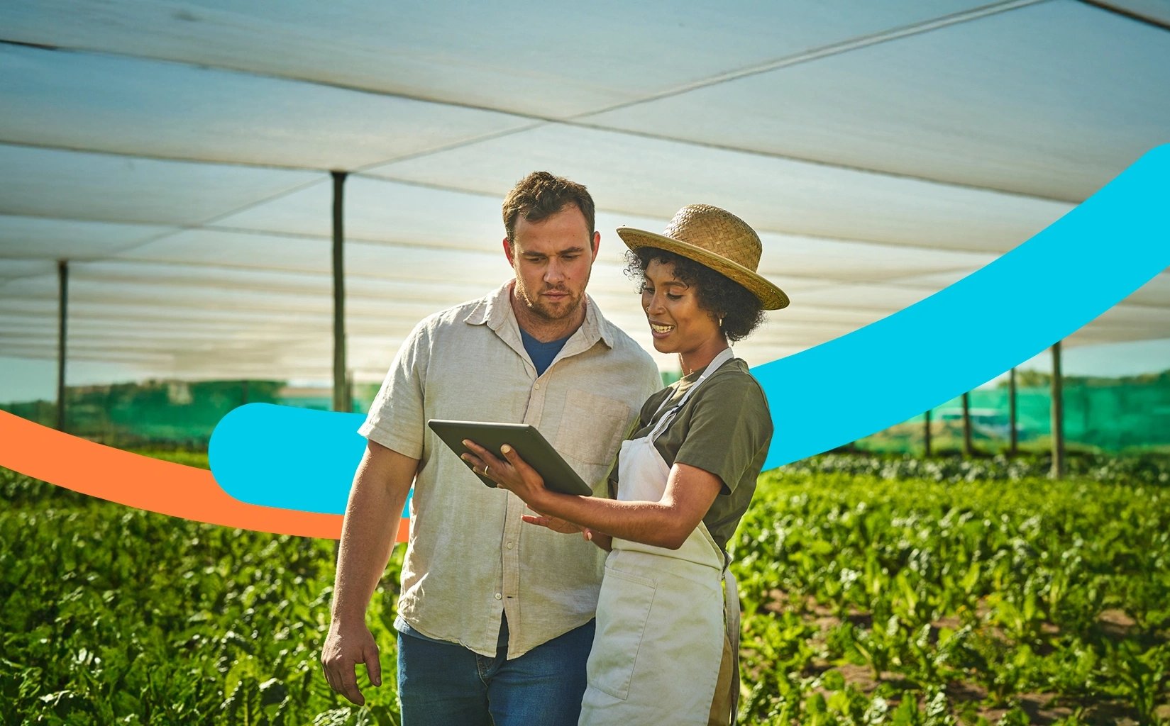 Trabajadores en su cultivo, revisan el crédito Agroyá en su tableta.