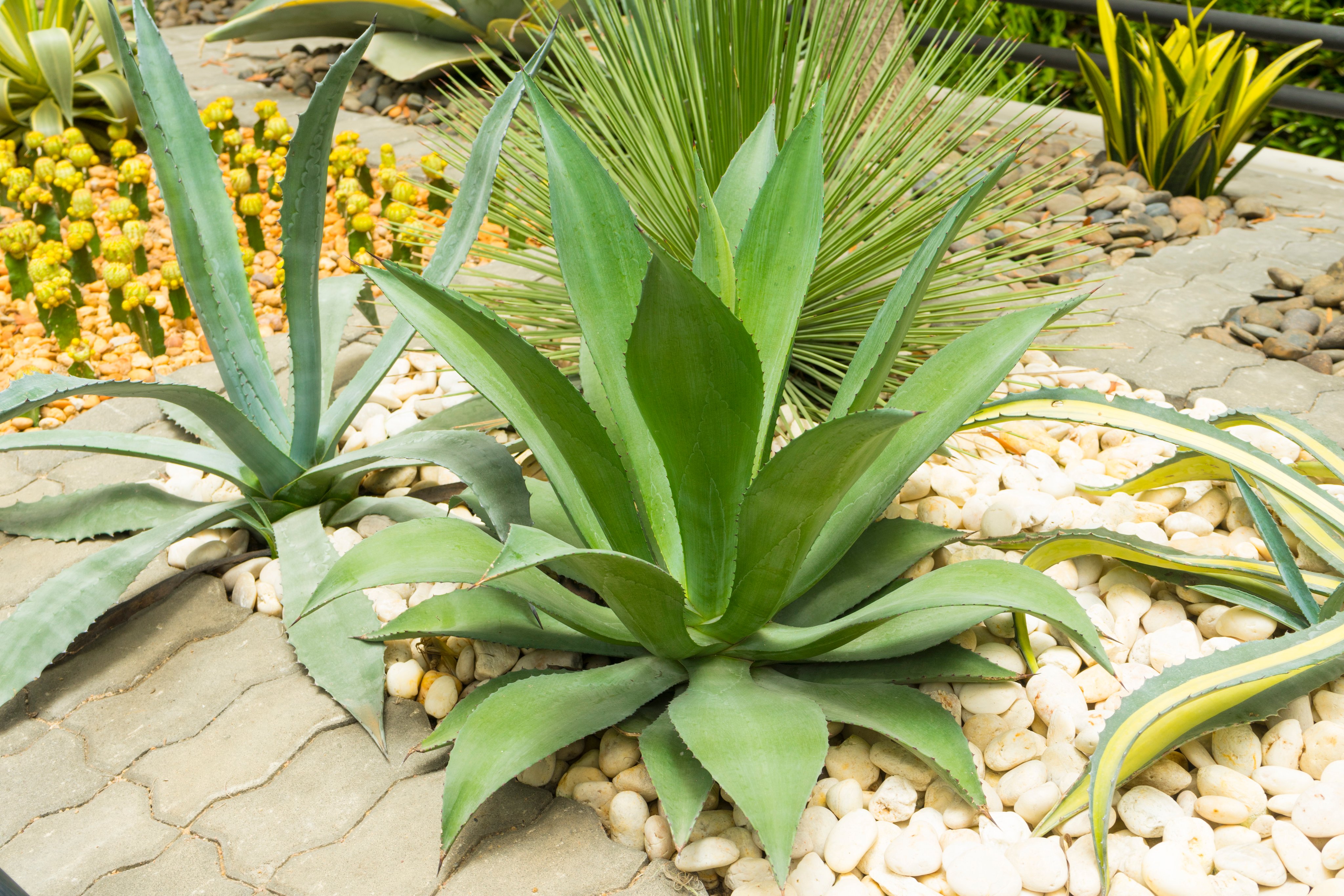 Close up of agave plant in a garden