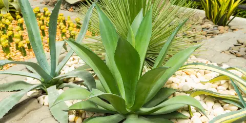Agave plant in a garden, an example of a drought-tolerant plant that can reduce water usage