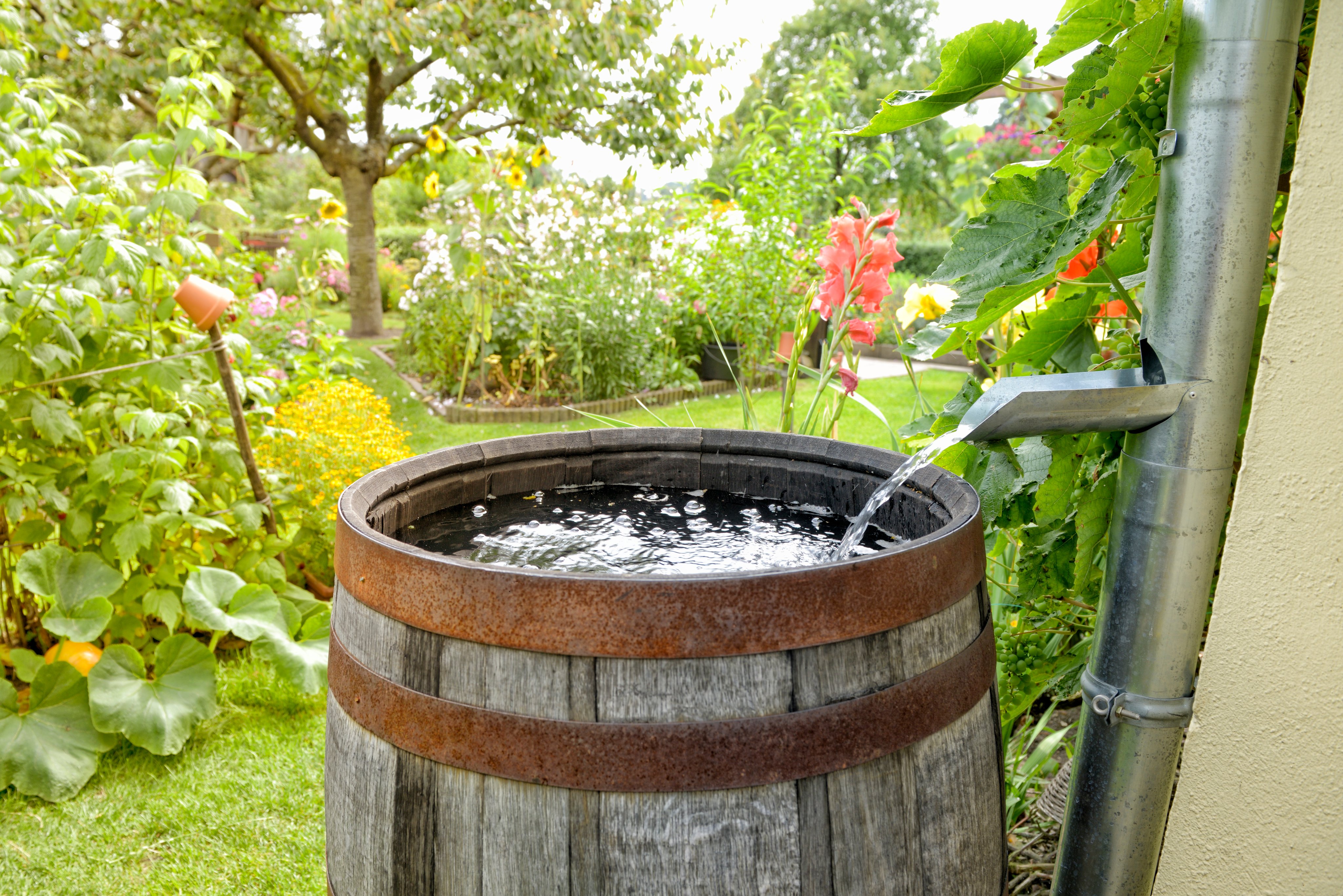 Rain barrel in the garden collecting water from a downspout
