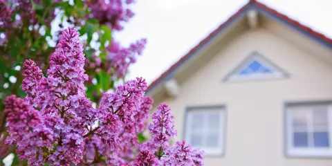 Purple lilac shrub planted near a home as a fire-resistant landscaping choice