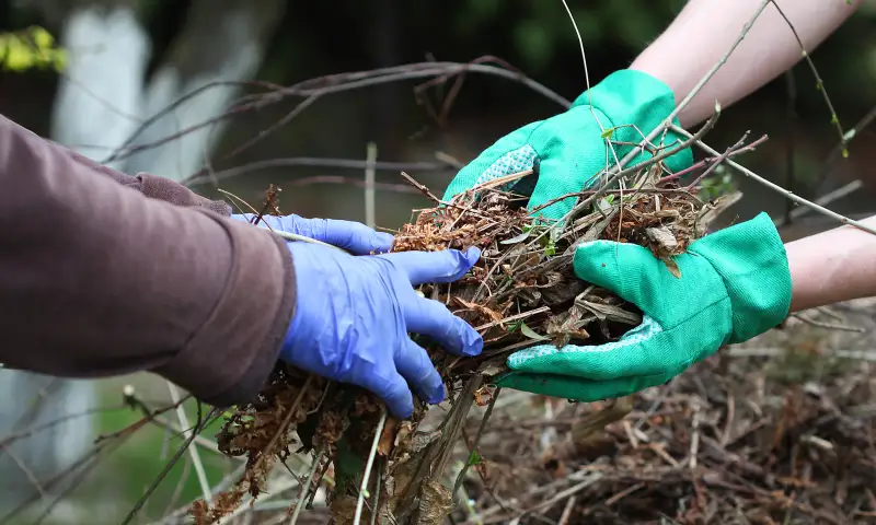 Gardeners cooperate in clearing dry brush