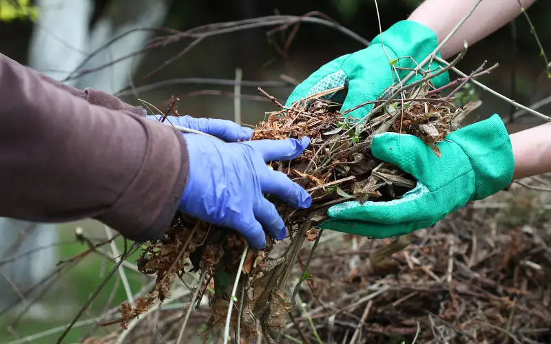 Gardeners cooperate in clearing dry brush