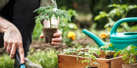 Person planting young seedlings in a garden bed