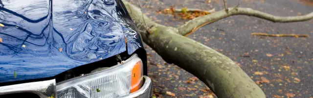 Car damaged by fallen tree