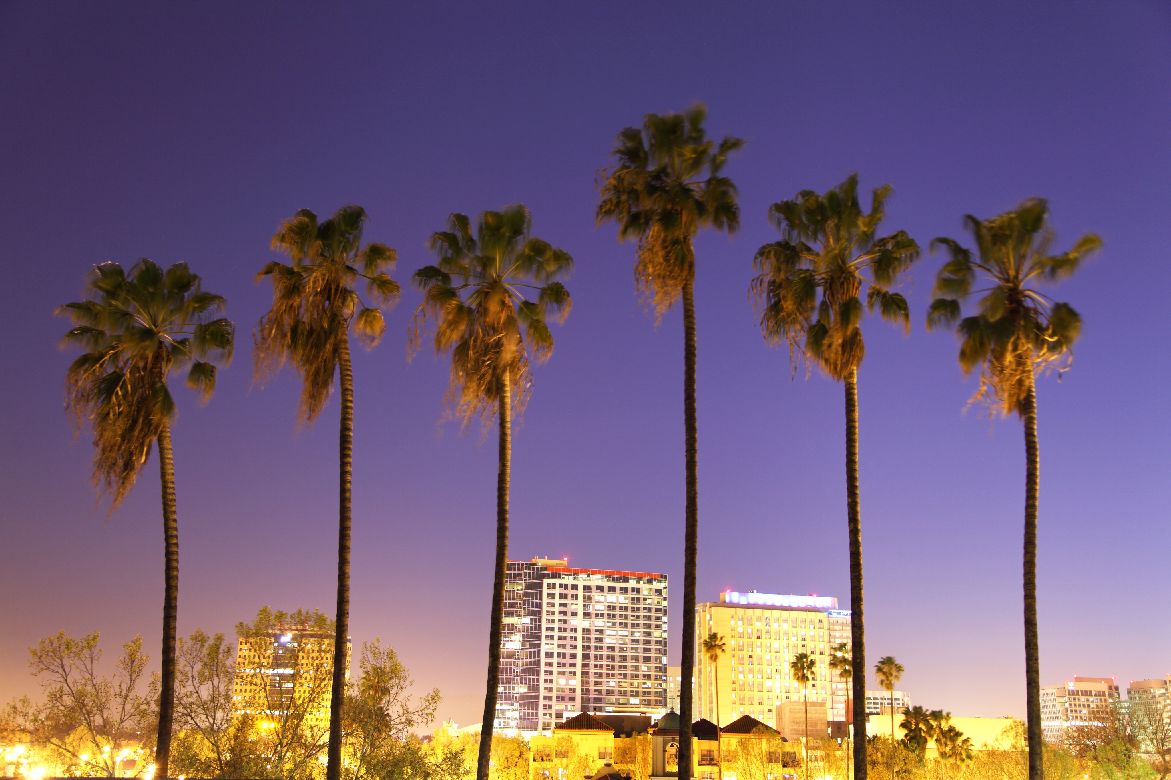 Downtown San Jose skyline with palm trees at night