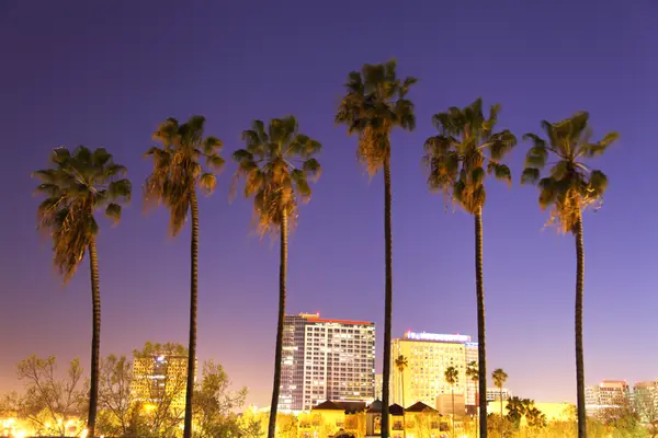 Downtown San Jose skyline with palm trees at night