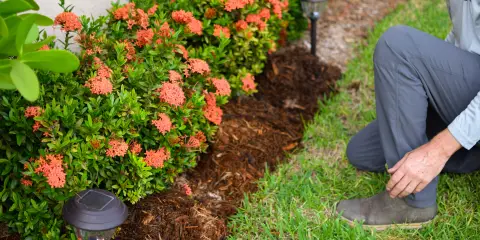 Person kneeling in a yard, spreading mulch along a flower bed with orange blooming shrubs