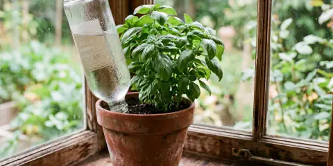 Potted plant on a windowsill with an upside-down water-filled bottle used as a self-watering system
