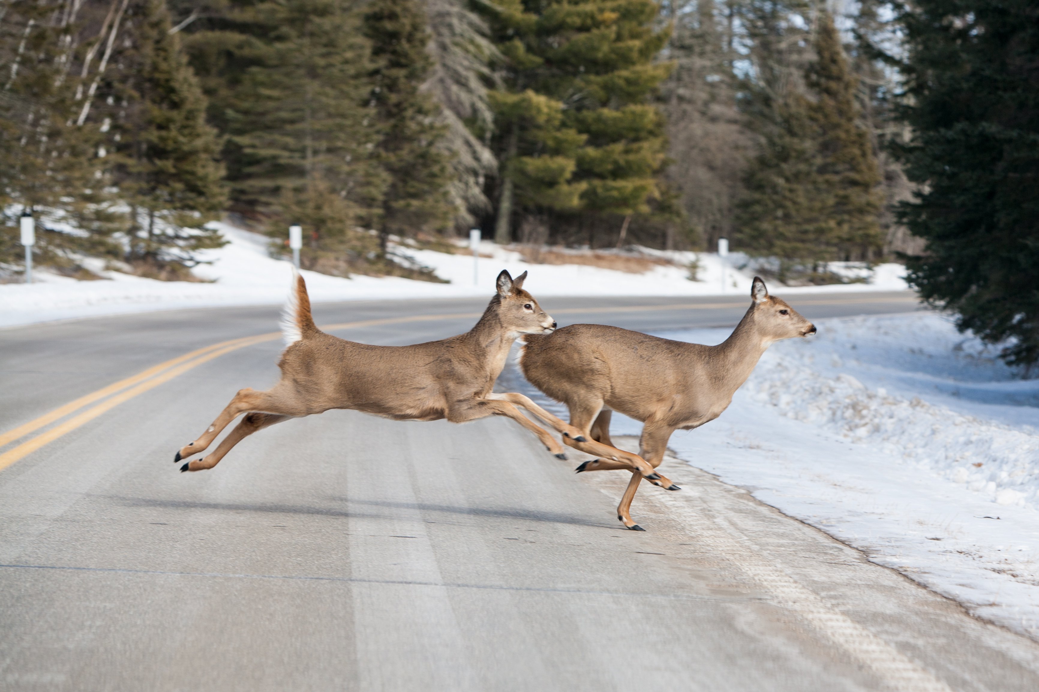 Two deer running across a two lane road