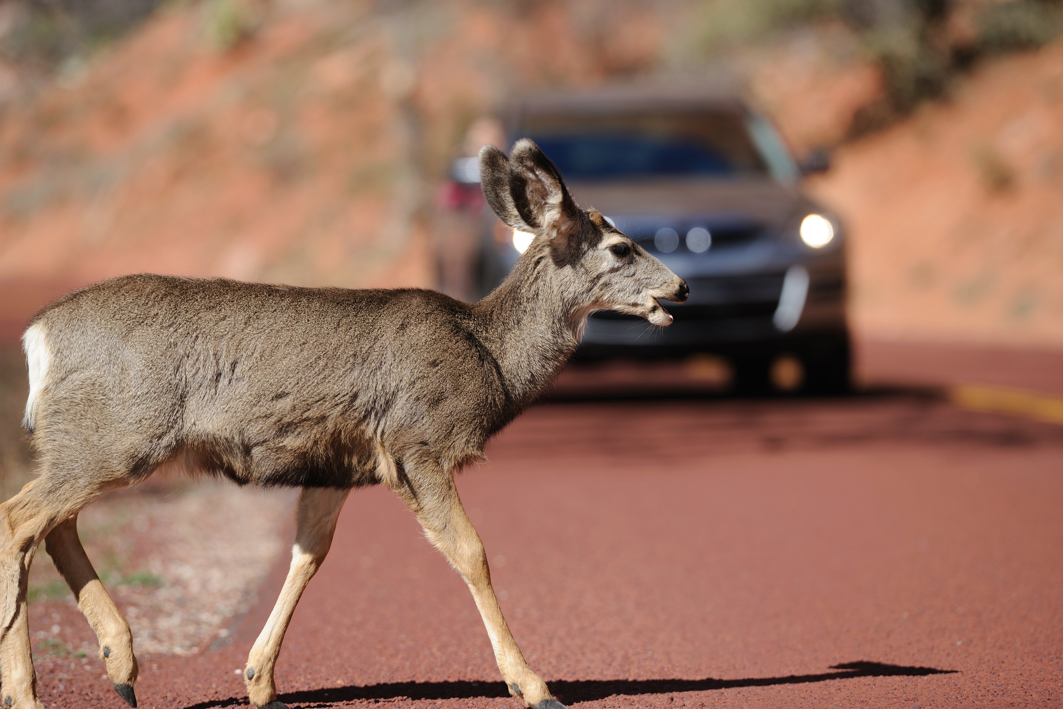 Deer crossing the road in front of a moving car.
