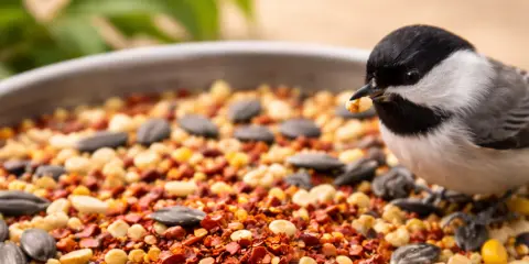 Small bird on a feeder with birdseed mixed with red chili pepper flakes