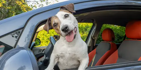 Happy Jack Russell terrier riding in a car during a road trip