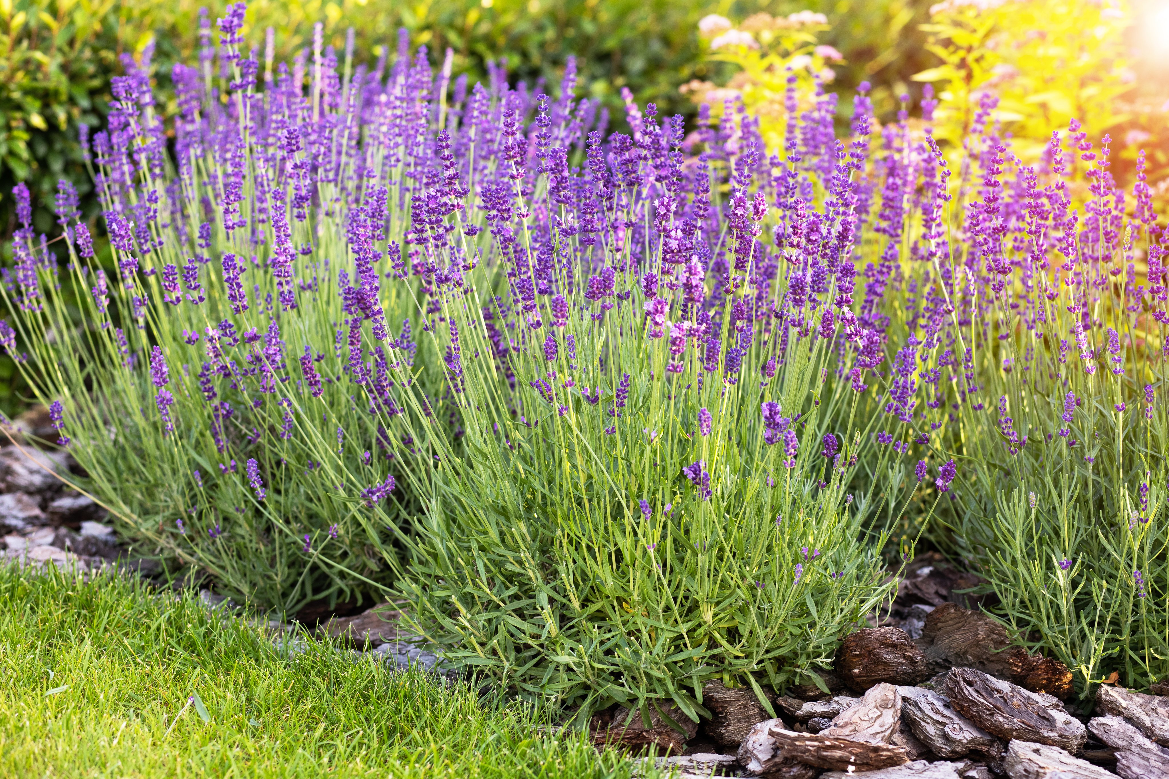 Purple lilac shrubs grow on a flower bed in the garden on a sunny summer day.