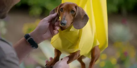 Person gently holding a small dachshund wrapped in a bright yellow bag