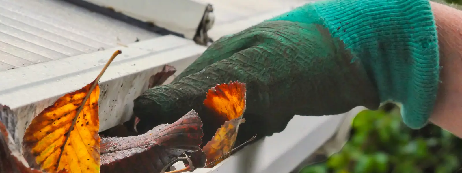 Hand with glove removing autumn leaves from gutter