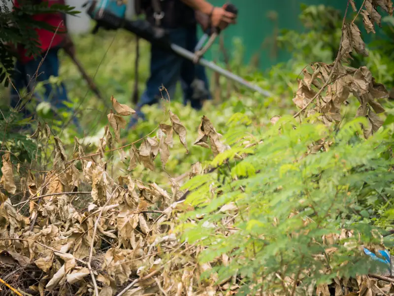 The worker use cutting the tree up in wild overgrown