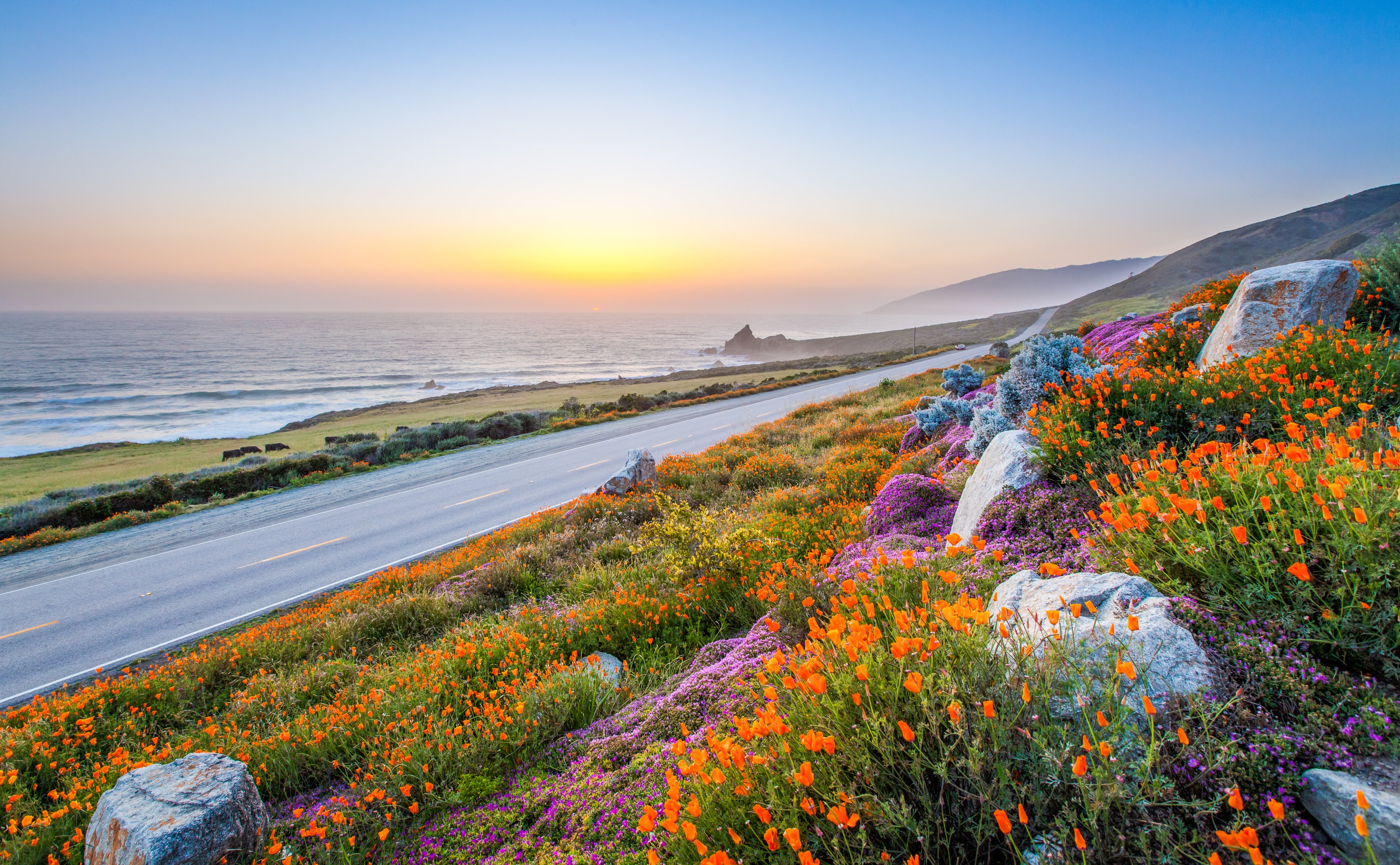 Wild flowers along Big Sur California coastline at sunset