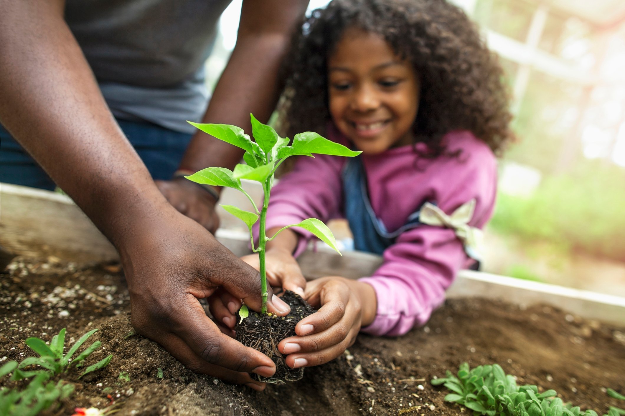 Father and daughter holding small seedling at garden