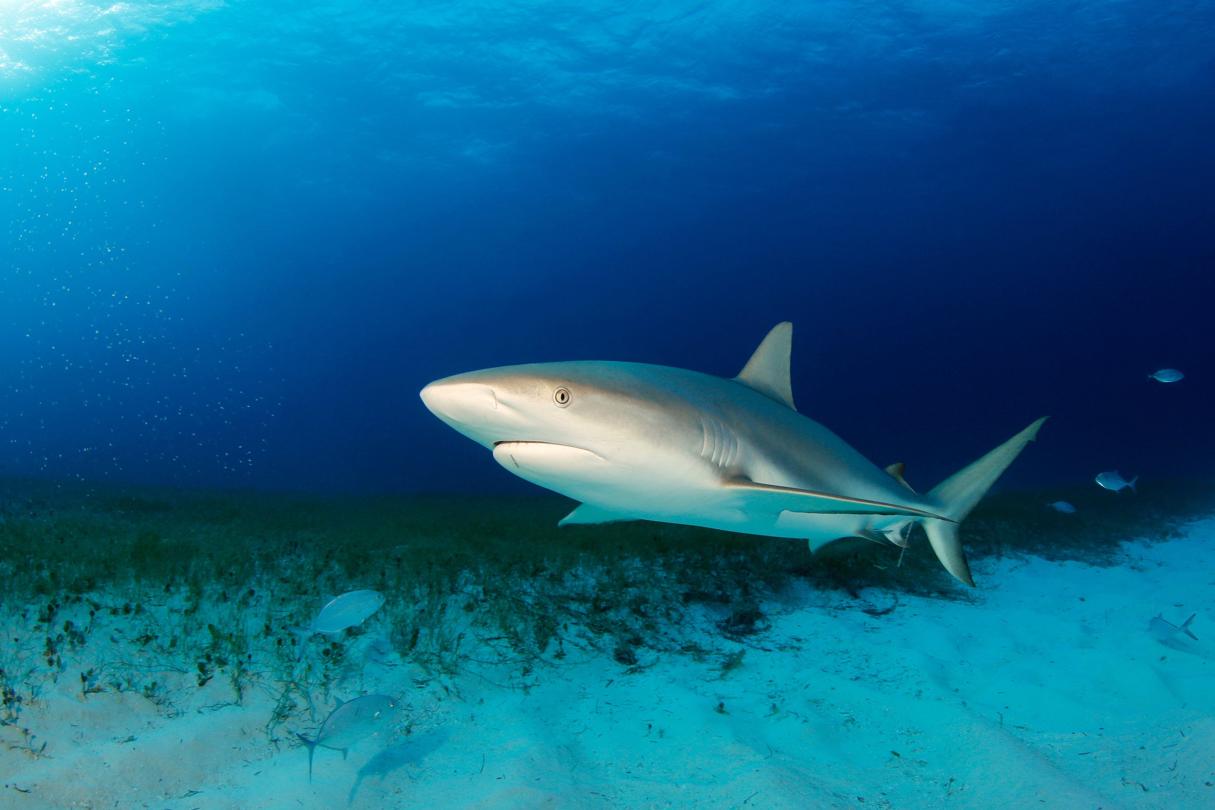 Caribbean Reef Shark (Carcharhinus perezi) over Sandy Sea Grass Bottom. Tiger Beach, Bahamas