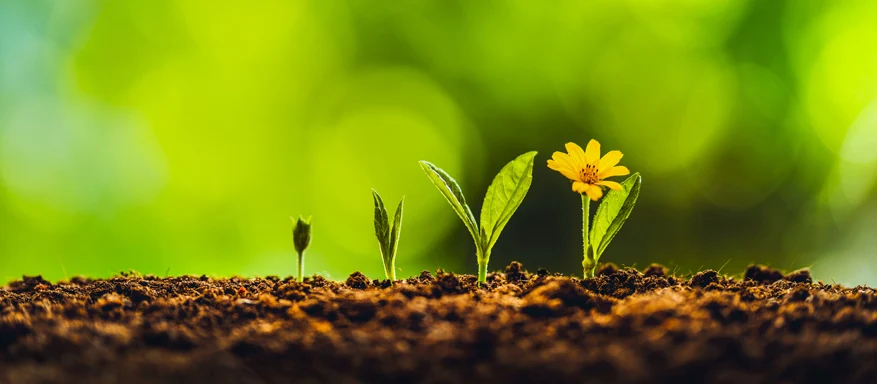 AdobeStock_286033184-877x384