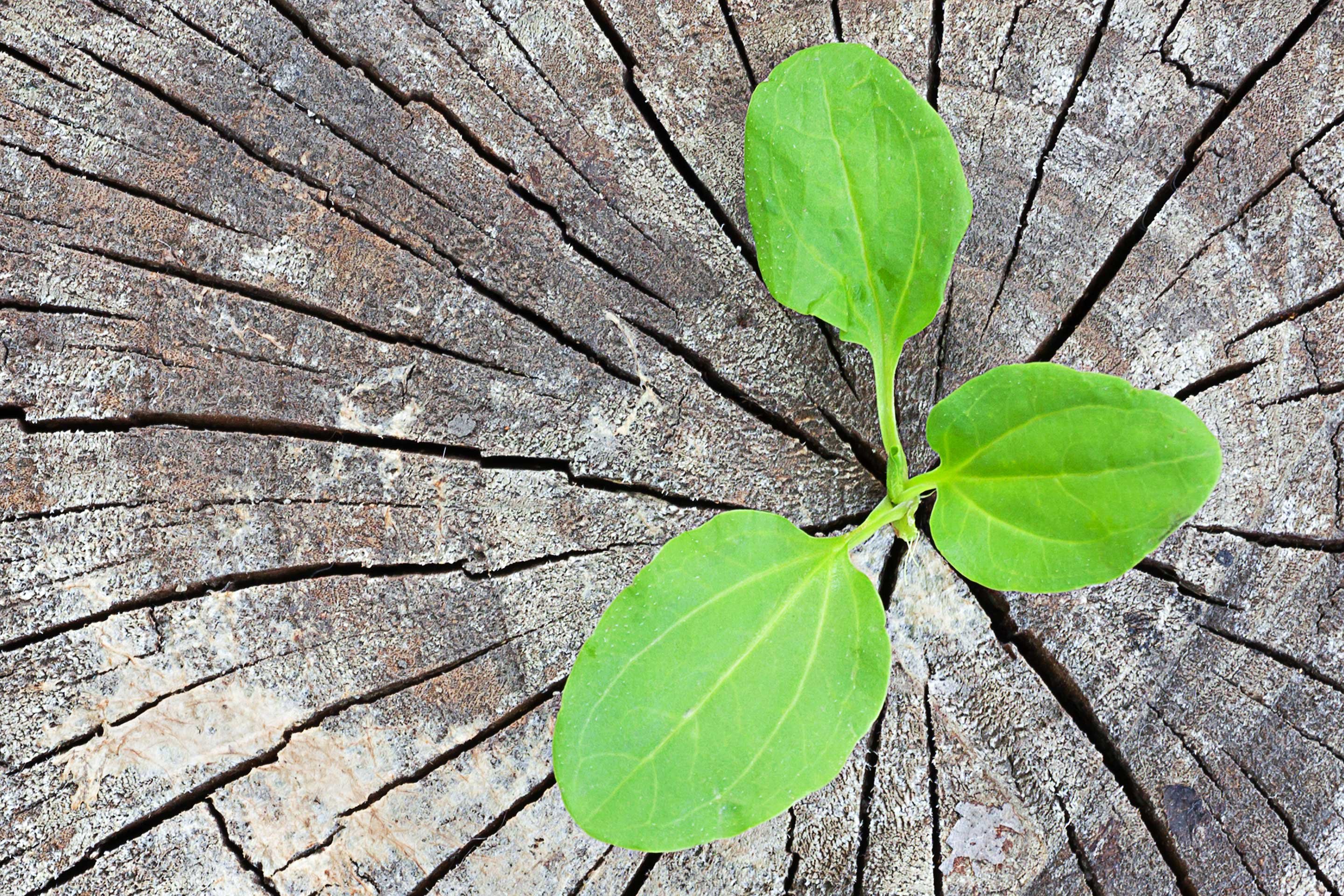 Data_Flow_sprouting_plant