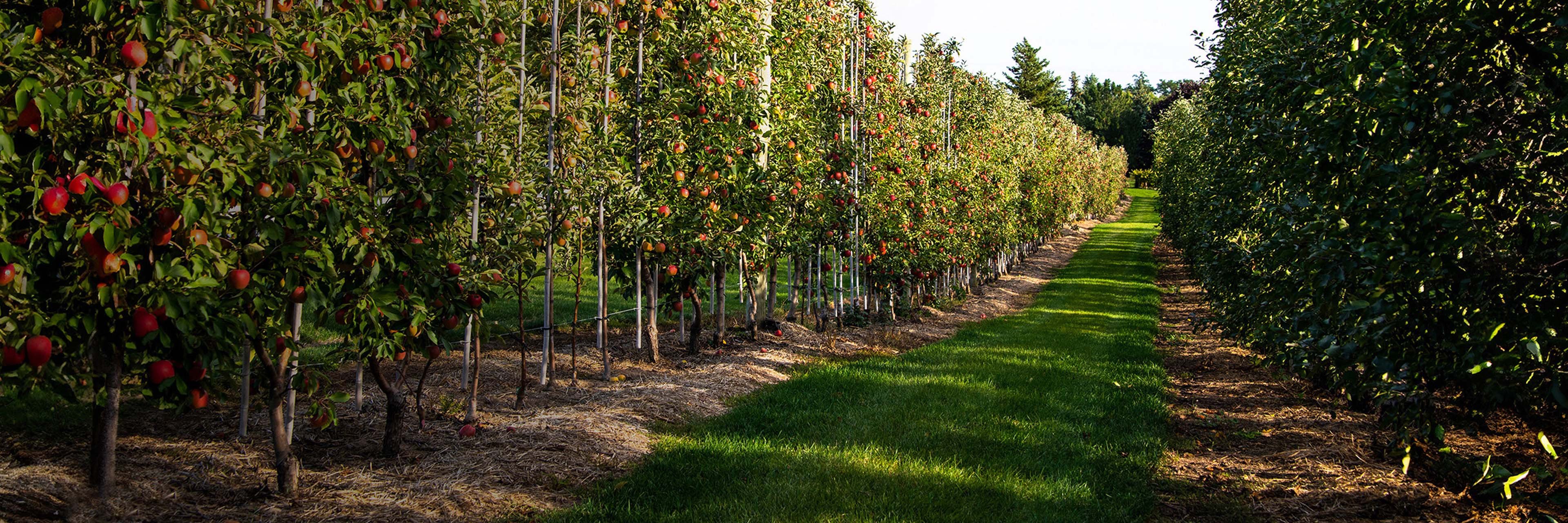 240389.09-AMD-CA-hero-banner-orchard