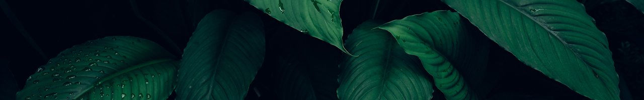 dark-leaves