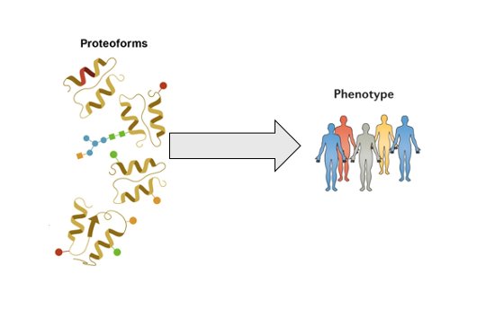 To understand how human proteomic variation underlies phenotypic variation