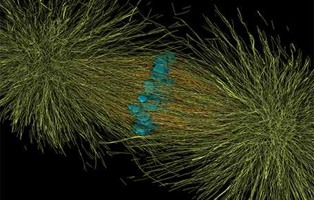 The department has research opportunities in Electron Microscopy; Magnetic Resonance Spectroscopy; X-ray Crystallography; Membrane Protein Expression; and Optical Microscopy and Single Molecule Fluorescence.