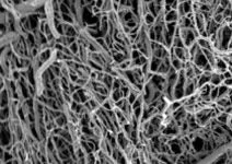 cardiovascular system under microscope