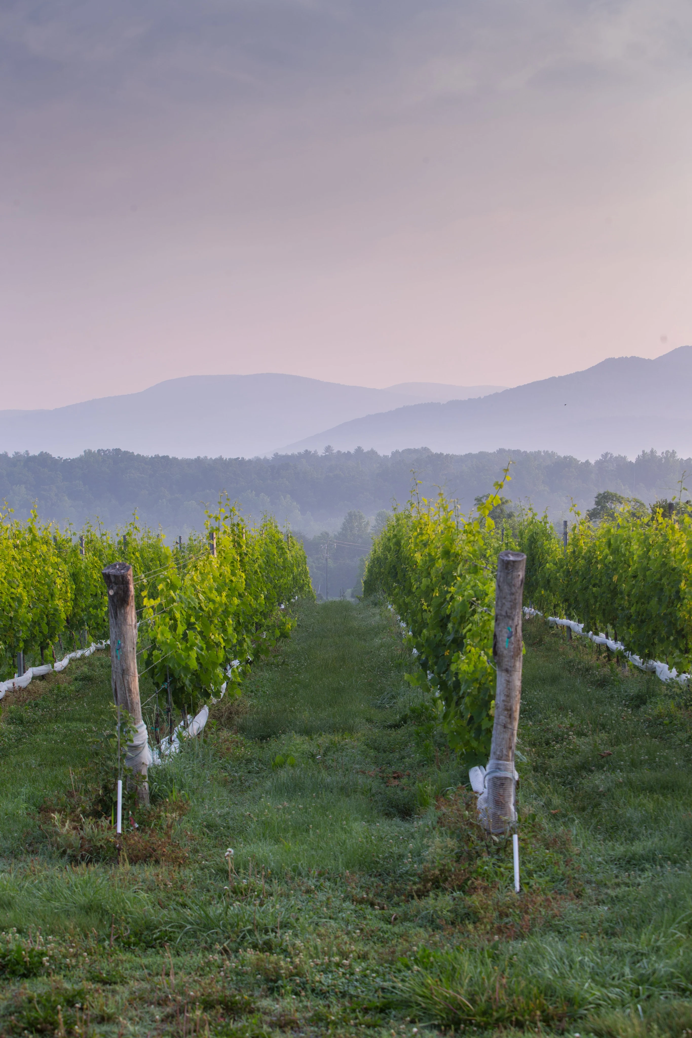 Albemarle County Blue Ridge Ss 04 150x150