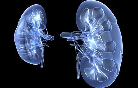 UVA Discovery a Major Step Toward Growing Kidneys