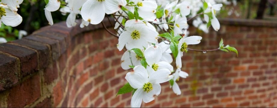Flowers hanging over a brick wall