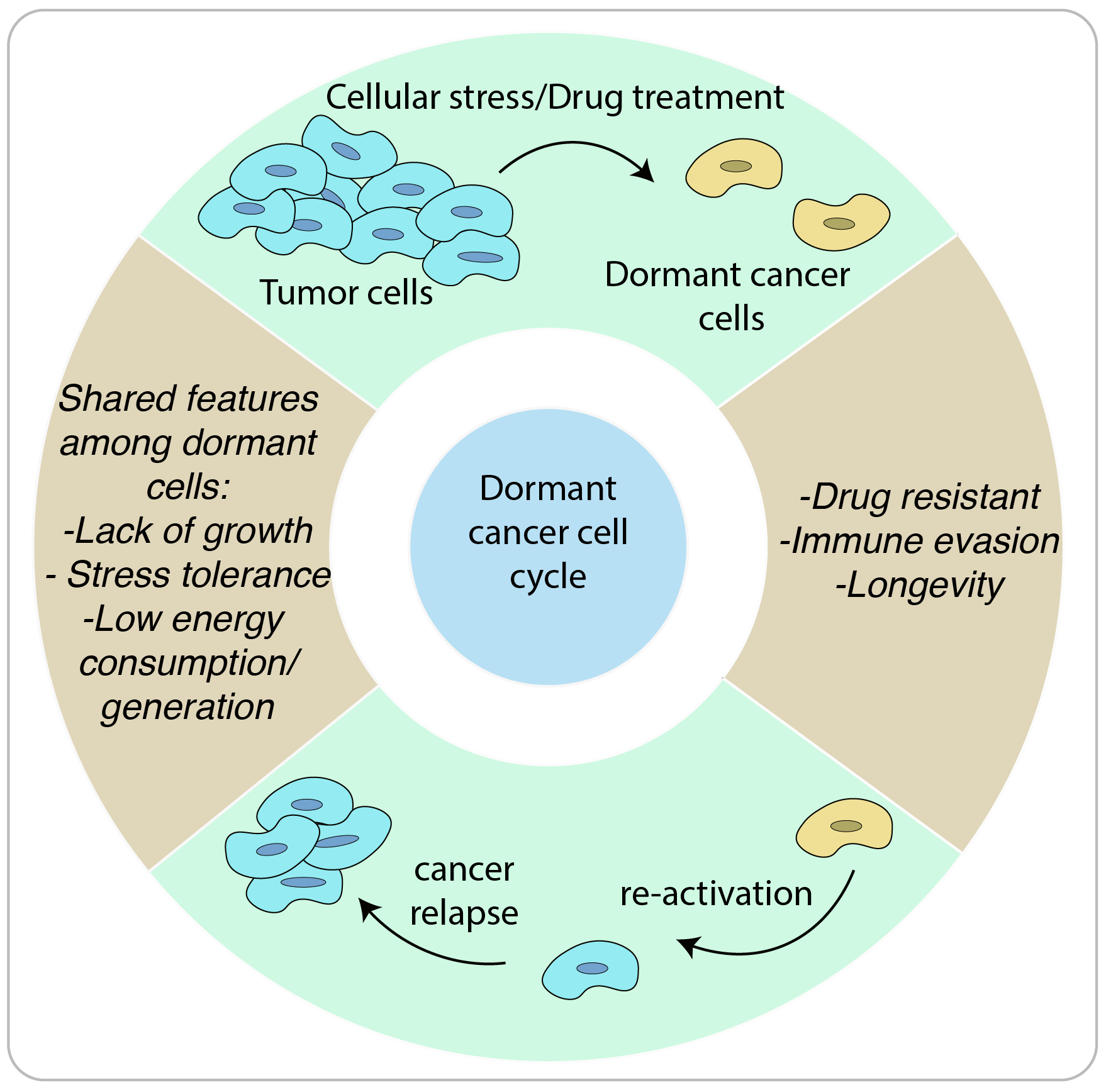 Cell dormancy is a stress-induced process wherein cells exit cell division and become quiescent. Several factors trigger this stage, including nutrient deprivation and harsh environmental conditions. In response, cells initiate a strategy to "conserve their batteries," aiming to maintain survival. This conservation involves the downregulation of energy-consuming metabolic processes, such as protein biosynthesis. Importantly, the dormancy process is reversible, allowing cells to re-activate once stress conditions are alleviated.